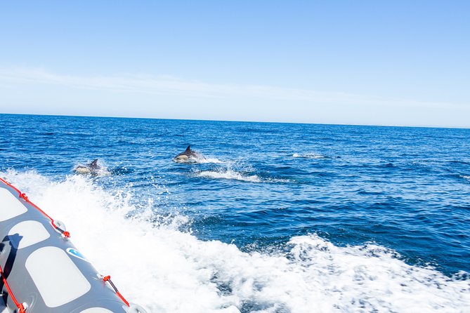 Albufeira: Dolphins and Caves Private Tour - Safety and Cleanliness Details: The Small Stuff That Feels Reassuring