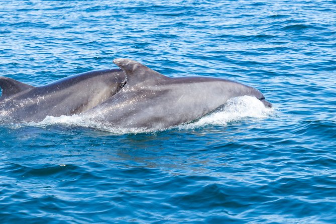 Albufeira: Dolphins and Caves Private Tour - Getting the Most Value: Duration, Group Size, and the Private-Boat Tradeoff