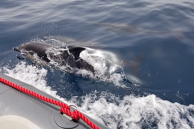 Albufeira: Dolphins and Caves Tour - Albufeira at Sea: What This Speedboat Tour Feels Like