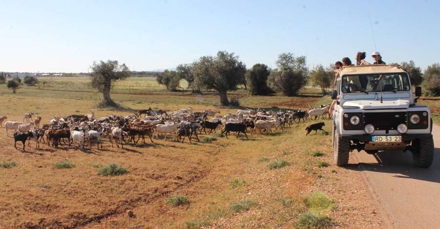 Albufeira: Jeep Safari Half-Day Countryside Tour - Meeting point, vehicle, and the small-group feel in practice