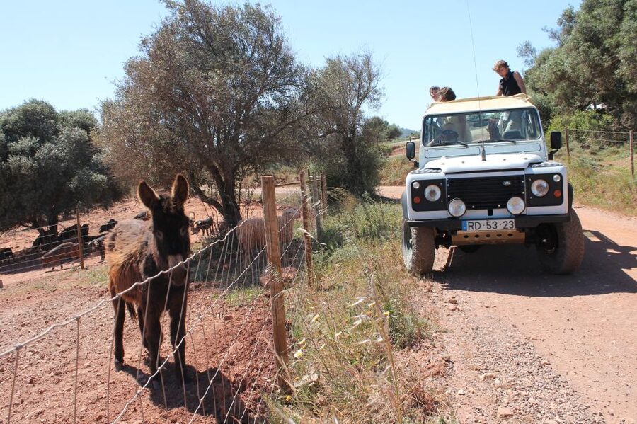 Albufeira: Jeep Safari Half-Day Countryside Tour - Paderne Castle: history you can feel without museum fatigue