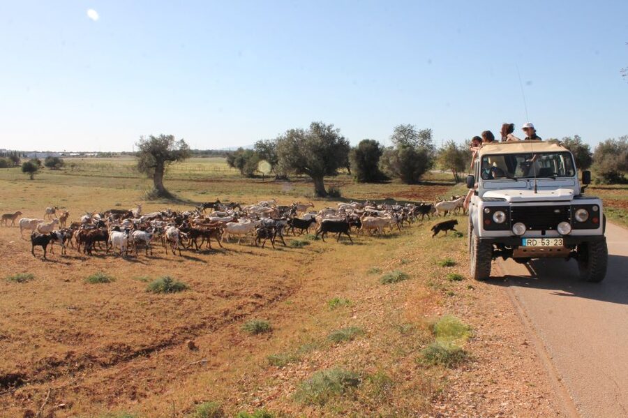 Albufeira: Jeep Safari Half-Day Countryside Tour - Why this Jeep safari works better than a beach-only plan
