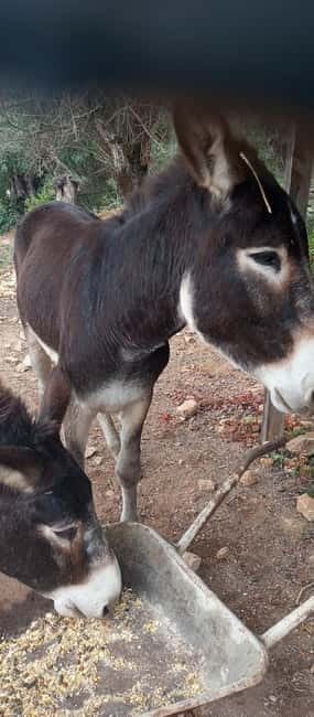 Albufeira Jeep Safari with Zoo - Biological Farm Tastings: Jams, Teas, and Medronho Brandy