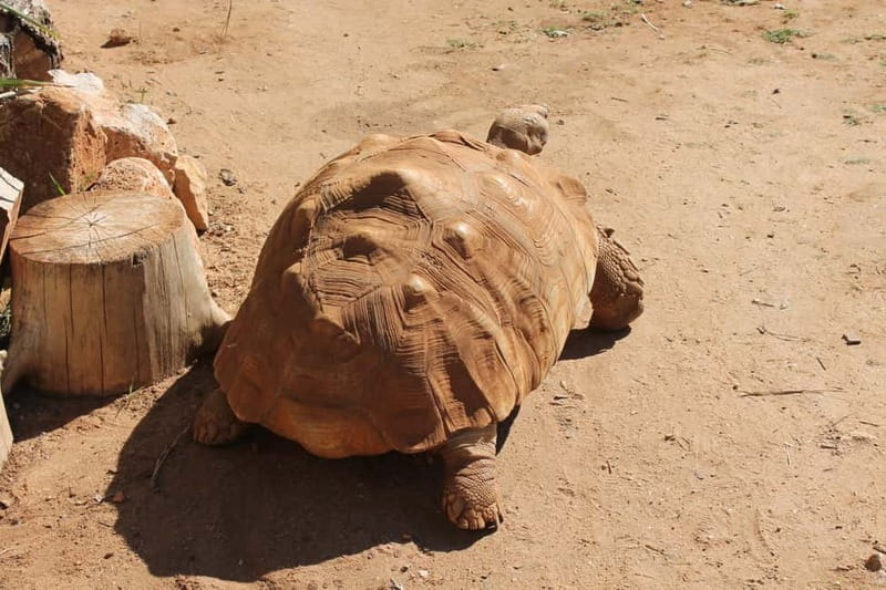 Albufeira Jeep Safari with Zoo - Price and Value: What $55 Buys You in the Algarve