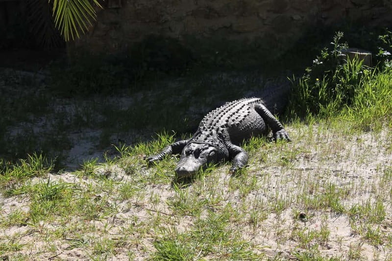 Albufeira Jeep Safari with Zoo - What to Expect From the Guide and Group Communication