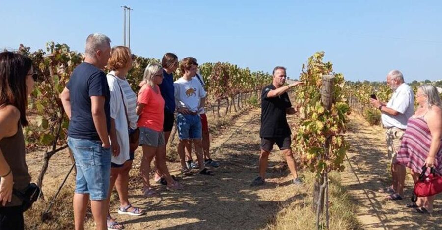 Albufeira/Vilamoura: Winery Tour with Wine Tasting and Tapas - Getting Picked Up: White Van Energy and a Mini Albufeira Story