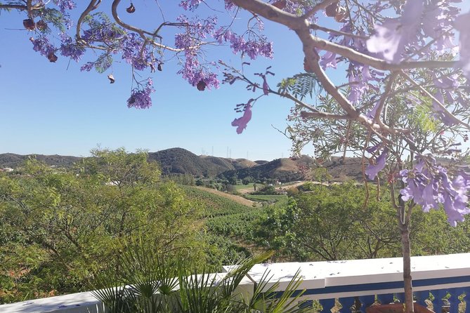 Albufeira Wine Tasting: Boutique Winery Tour & Historic Silves - Small-group reality check: why “max 20” still has room for crowds