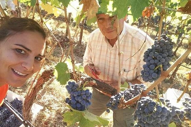 Albufeira Wine Tour: 2 Vineyards, 6 Tastings & Historic Silves - Key highlights worth your attention