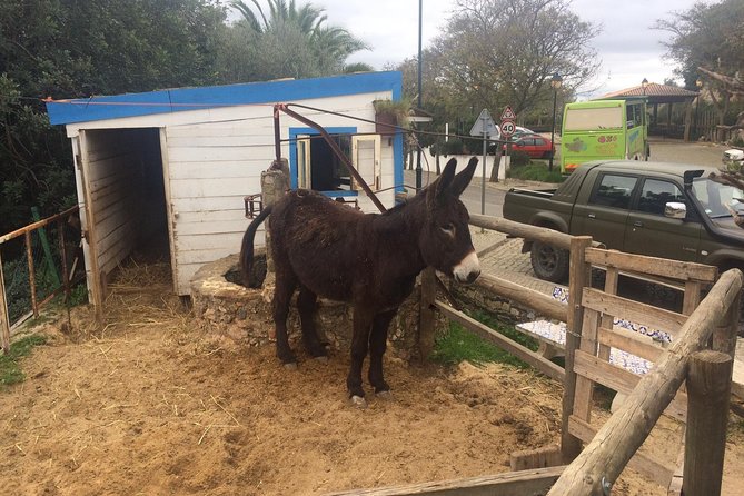 Algarve Jeep Safari - Day Trip - Paderne and the goji farm: local animals, herbs, and fire water