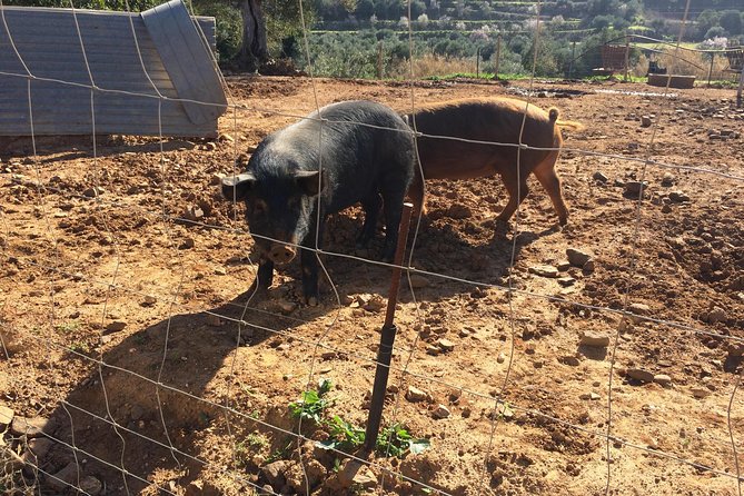Algarve Mountains & Villages - Half Day Jeep Safari Trip - Riding Comfort: Small Group Size and the Reality of Jeep Noise