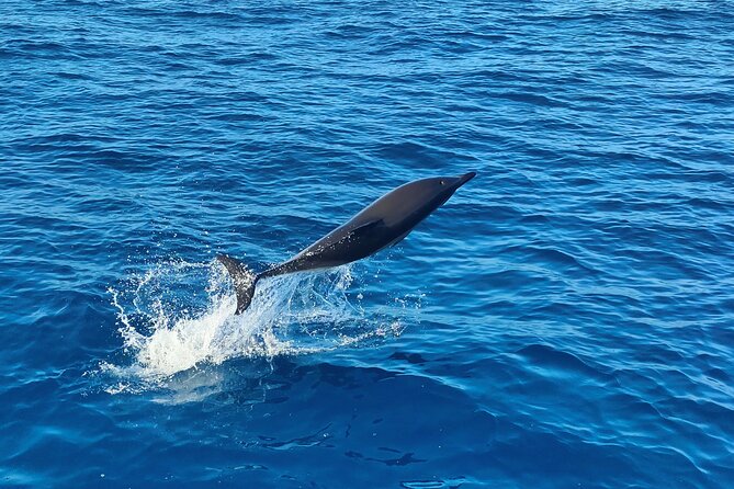 Benagil Caves and Dolphin Watching - 2.5h - The Ocean Swim Stop: Towels, Swimsuit, and Sea Conditions