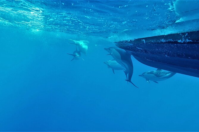 Benagil Caves Visit with Dolphins Watching from Albufeira - Price and value: is $42.33 a fair deal?