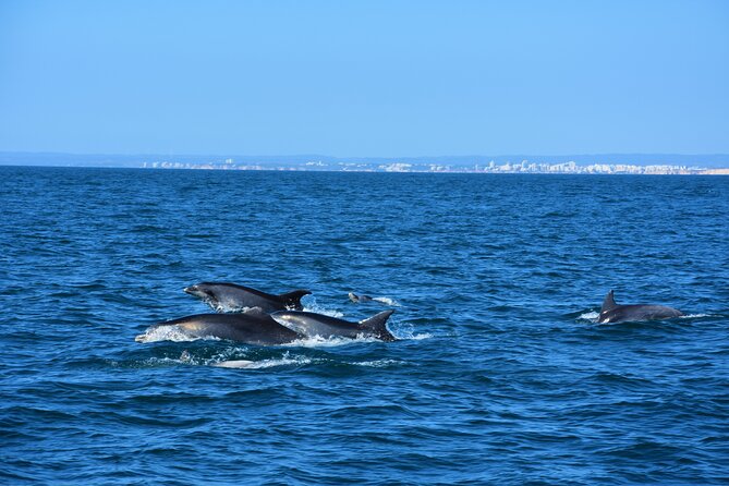 Benagil Caves Visit with Dolphins Watching from Albufeira - The dolphin hunt: what you can expect (and what you can’t)