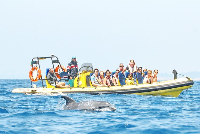 Caves and Dolphin Watching Cruise from Albufeira - Setting Off From Albufeira Marina: The 2-Hour Pace