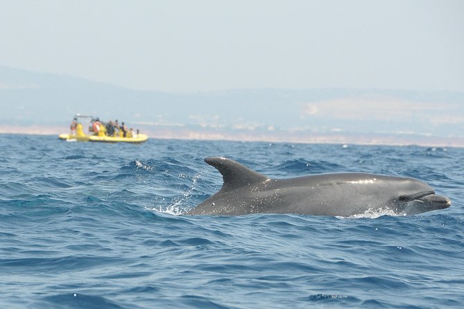 Caves and Dolphin Watching Cruise from Albufeira - Boat Comfort, Noise, and That Speed-Boat Feeling