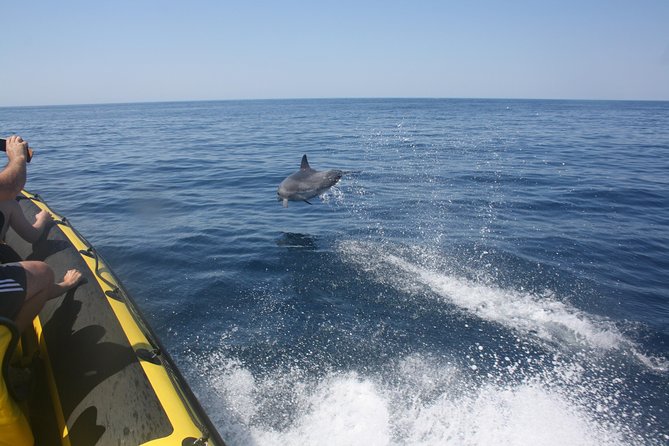 Caves and Dolphin Watching Cruise from Albufeira - Algarve Caves and Grottos Near Benagil: What Up-Close Really Means