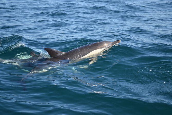 Cheapest Family Friendly Boat Trip From Vilamoura Algarve - Timing and sail times: booking smarter than waiting for luck