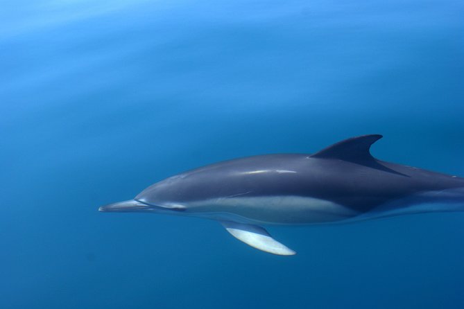 Cheapest Family Friendly Boat Trip From Vilamoura Algarve - Who should book this trip, and who should skip it