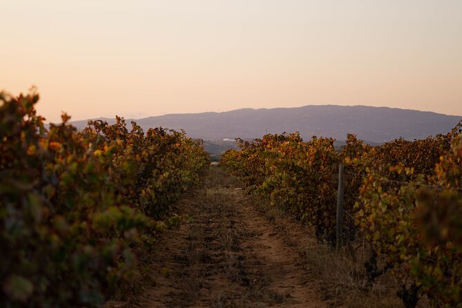 Dinner at the Vineyards in Lagoa - The sunset over the vines: why the views are part of the food
