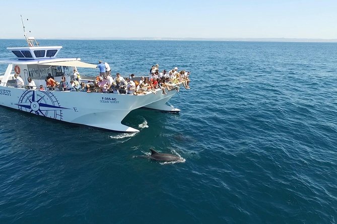 Dolphin Search - Dolphin Quest - Dolphin Quest in the Algarve: why a guided search beats DIY