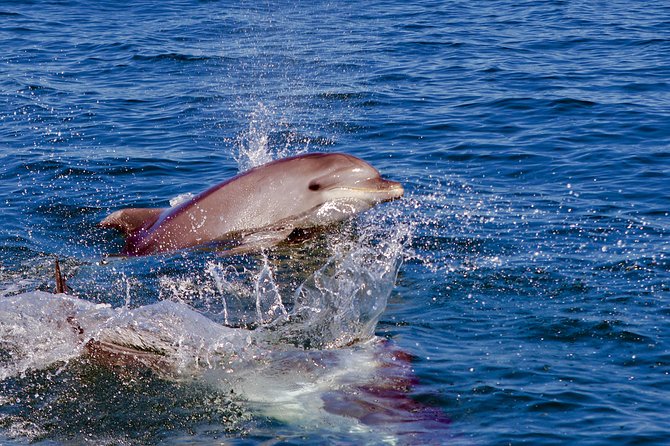 Dolphin Search - Dolphin Quest - When dolphins show up: what up-close sightings can look like