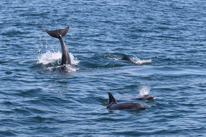 Dolphin Search - Dolphin Quest - On-board comfort for hot Algarve weather: water, seating, and facilities