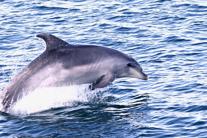 Dolphin Search - Dolphin Quest - Ethics and AIMM conservation: what your ticket supports