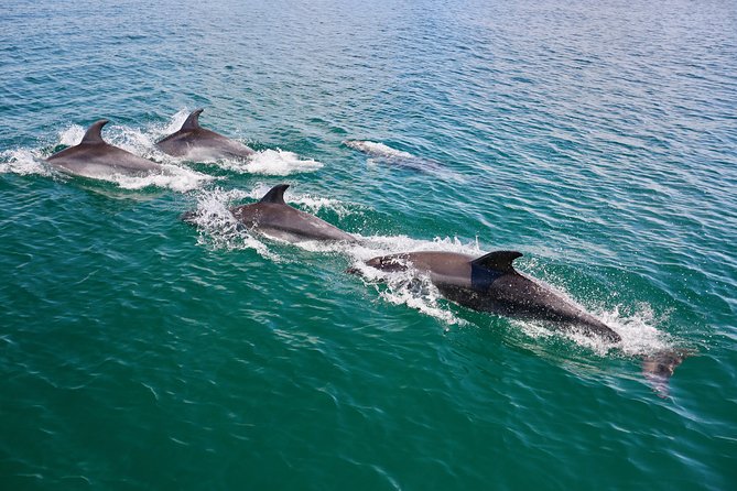 Dolphin Search - Dolphin Quest - Price and value: is $47.21 a smart spend?