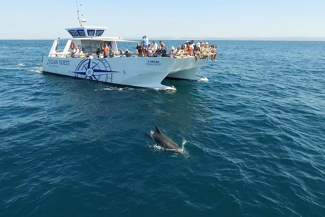 Dolphin Search - Dolphin Quest - Who this works for (and who might not love it)