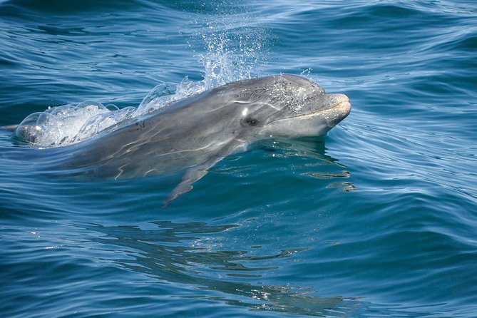 Dolphin Watching and Cave Boat Cruise from Albufeira - Where the Algarve turns into a real sea adventure