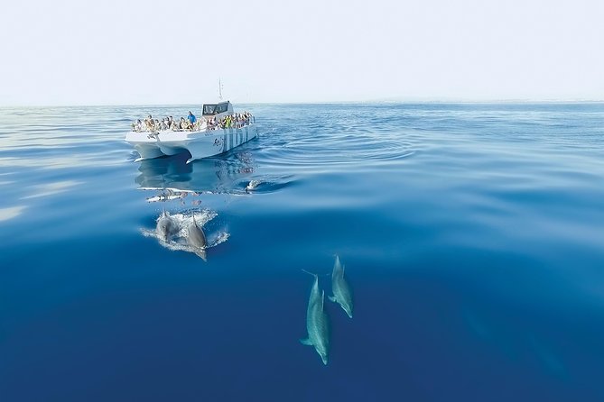 Dolphin Watching and Cave Boat Cruise from Albufeira - Dolphin watching on the Algarve: common dolphins and bottlenose dolphins