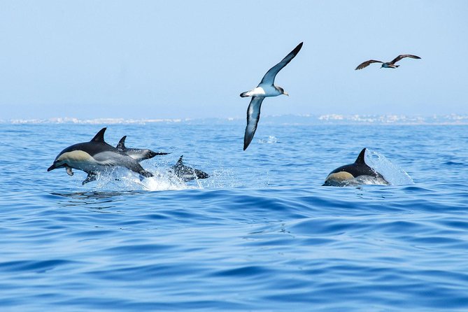 Dolphin Watching and Cave Boat Cruise from Albufeira - What to bring: the cold-and-wet kit that saves the day