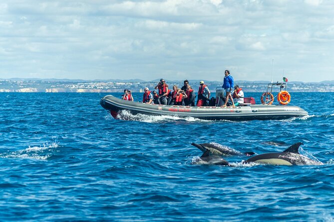 Dolphins & Caves on Rib Boat - Key things to know before you go