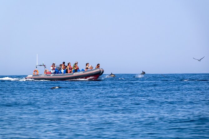 Dolphins & Caves on Rib Boat - The ride experience: RIB speed, real ocean texture