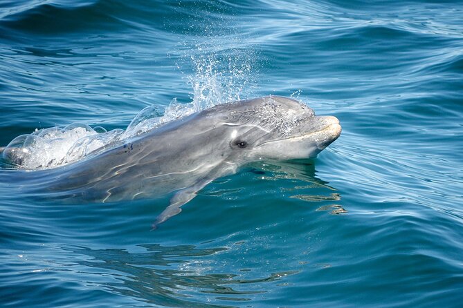 Dolphins & Caves on Rib Boat - Weather reality: when the sea changes your plans