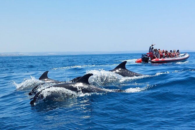 Dolphins Search and Benagil Caves from Albufeira - Where You Board: Albufeira Marina and the Allboat Meeting Spot