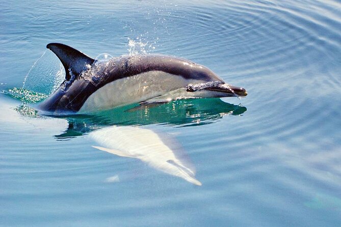 Dreamer Cave and Dolphins Boat Tour Ticket Albufeira - Logistics that affect your day: meeting point, timing, and English