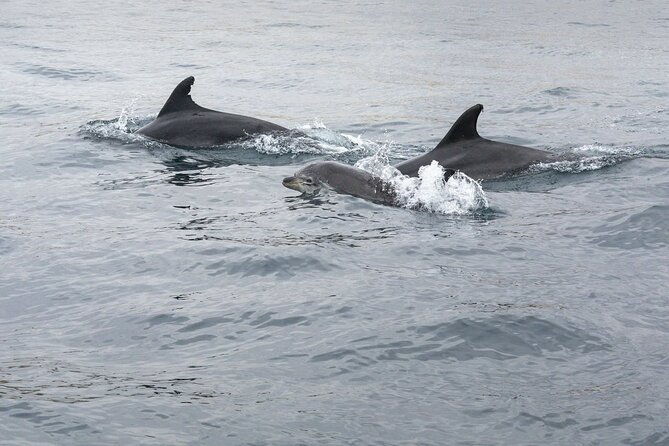Dreamer Cave and Dolphins Boat Tour with Transport from Albufeira - Carvoeiro stop: why the coastline matters before you even hit the caves