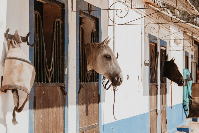 From Albufeira: Half-Day Hidden Gems & Horse Riding Tour - Group size and why it changes the whole feel (max 8 people)