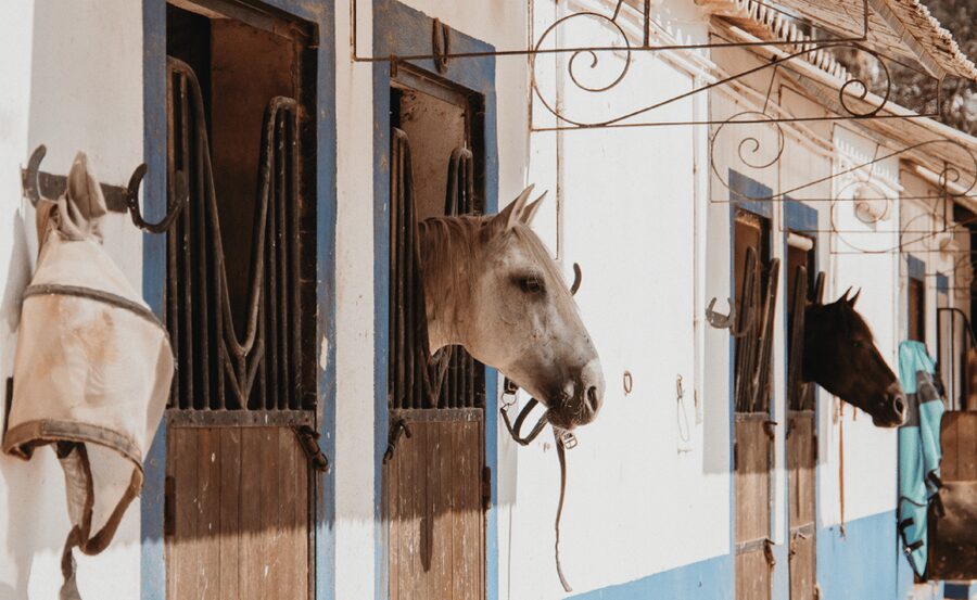 From Albufeira: Horse Riding Tour with Pickup - From Pickup to the Stable: The 100-Minute Flow