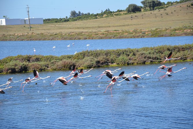 Full Day Moorish Trail Tour - Salt pans, flamingo habitat, and the castle stop