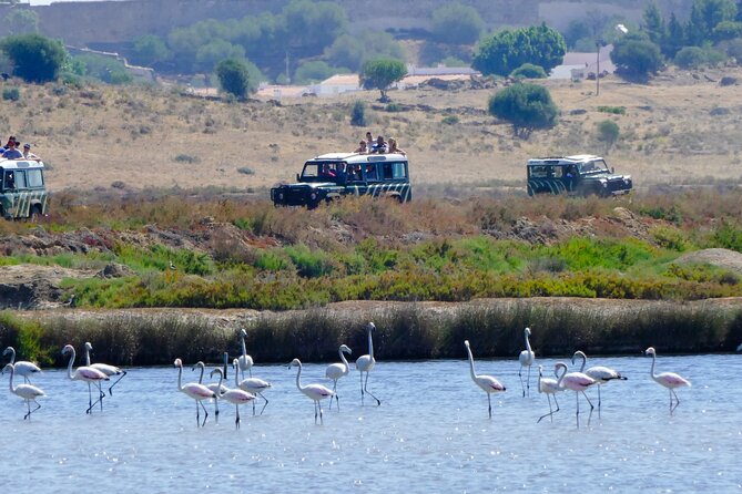 Half-Day Nature Safari in the Algarve - Key highlights at a glance