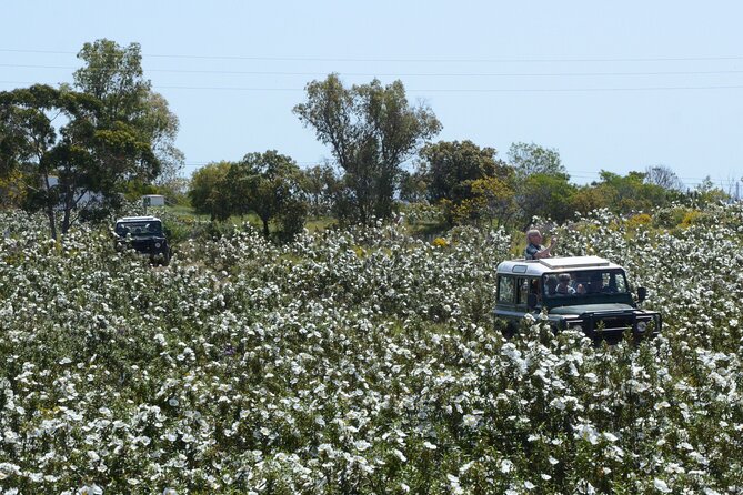 Half-Day Nature Safari in the Algarve - Castro Marim Natural Reserve: birds, plants, and why flamingos show up here