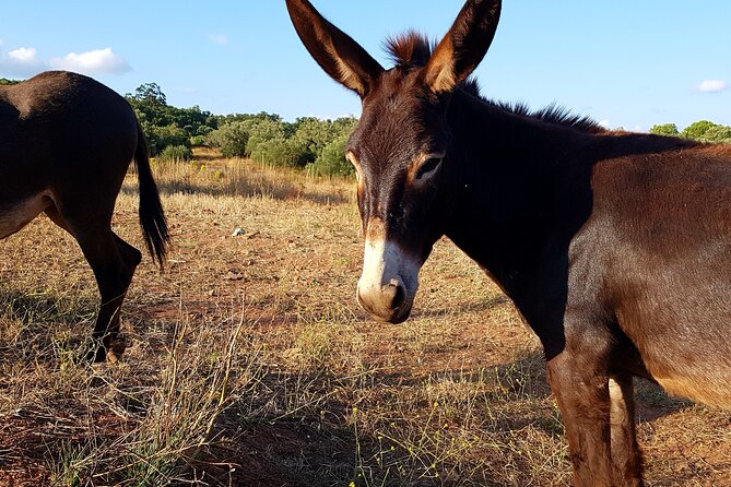 Half-Day Small-Group E-Bike Tour of Rural Algarve with Lunch - Price and logistics: what $571 gets you, and what to watch
