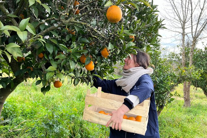 Organic Orange Picking & Jam Making with Farm-to-Table Lunch - Key highlights