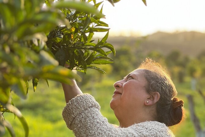 Organic Orange Picking & Jam Making with Farm-to-Table Lunch - Why Odelouca feels different from the usual day-trip