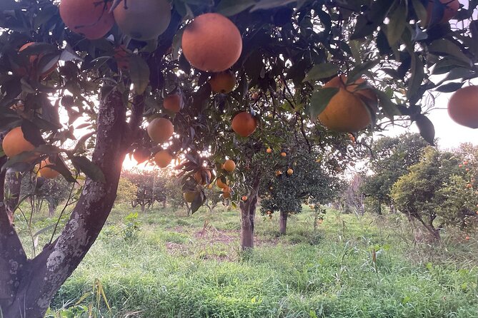 Organic Orange Picking & Jam Making with Farm-to-Table Lunch - Stop 3: farm-to-table lunch with garden produce and Algarvian favorites