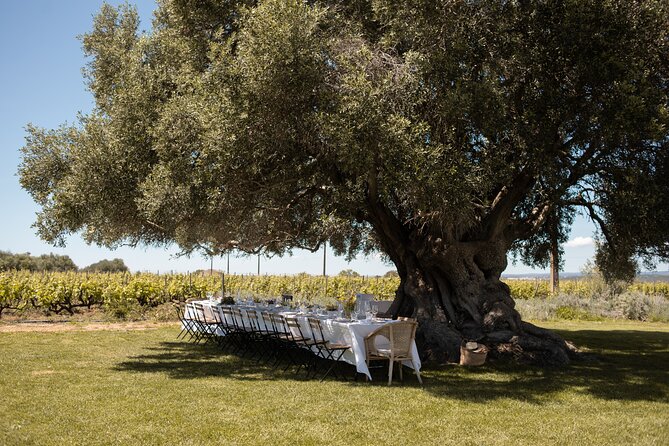 Premium Vineyard Tour & Tasting - A 4:00 pm Algarve wine plan that stays light and friendly