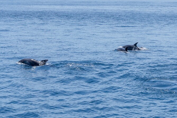 Private Coastline and Dolphins Yacht Cruise from Albufeira - Snacks, Prosecco, and Wine: What’s Included and How It Changes the Day