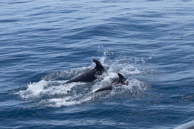 Private Coastline and Dolphins Yacht Cruise from Albufeira - Snorkeling Equipment and the Swim Window: When the Water Time Feels Worth It